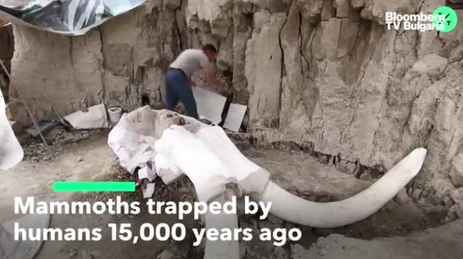 Откриха останките на мамут на 15 000 години