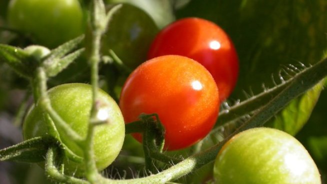 ДФ "Земеделие" разплаща първите аванси по проекти за инвестиции в стопанствата