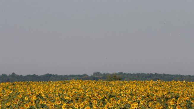 Очаква се рекорден глобален добив на слънчоглед през 2016-2017 г.