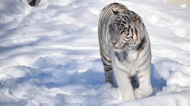 Входният билет за Зоологическата градина в София поскъпва от февруари