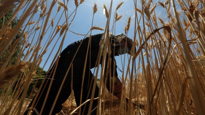 Ирак ще засади 5 млн. дървета, за да ограничи влиянието на климатичните промени