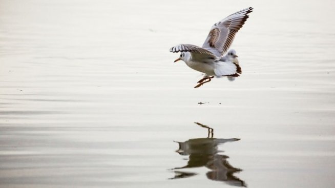 Видинска област участва в проект за устойчива  мобилност по поречието на Дунав