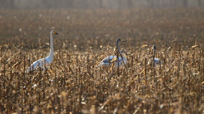 Икономическите измерения на голямата суша в Северна Европа през 2018 г.