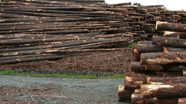 „Свилоза" отново спира работа за неопределено време заради липса на дървесина