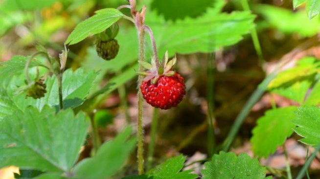 Русия ще стимулира износа на екзотични продукти