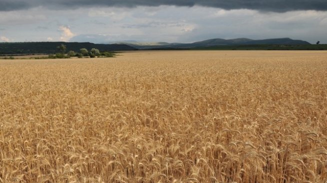 Рекордната зърнена реколта извежда Русия на първо място по добив