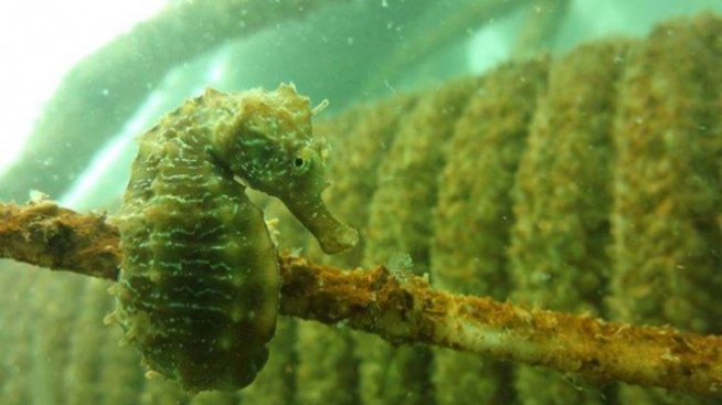 Варненски изобретатели поставят изкуствени вертикални рифове в морето