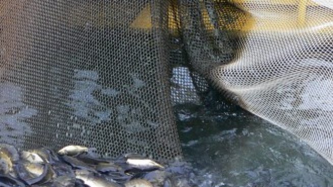 Затяга се контролът в рибарския сектор