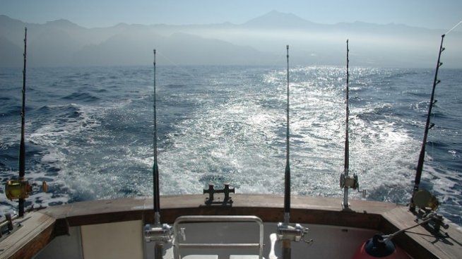 По-чистата морска вода помогна за рекордния улов на риба тази година