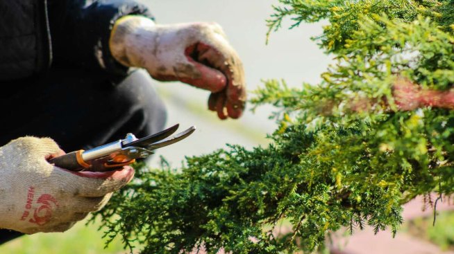 Инвестиране в градински инструменти, които пестят време и усилия