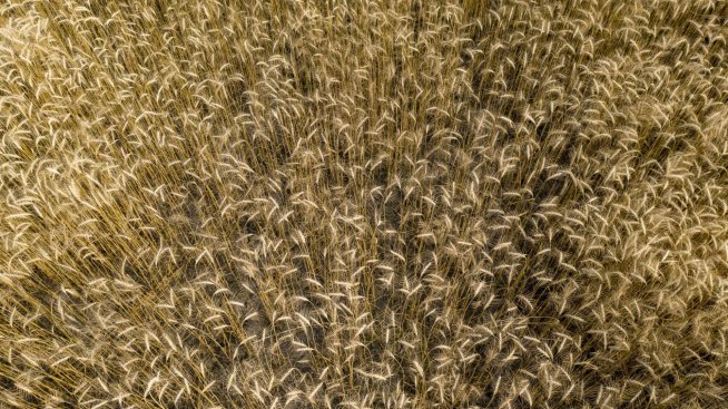 ООН очаква рекордно световно производство на зърнени култури през годината