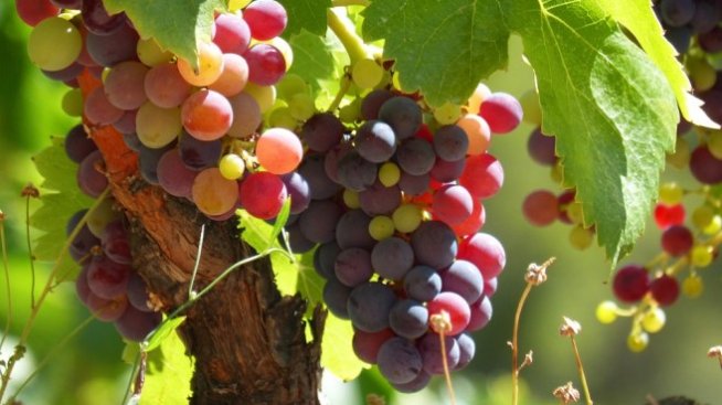 Красимир Коев: Гроздето от реколта 2017 е на  високо ниво