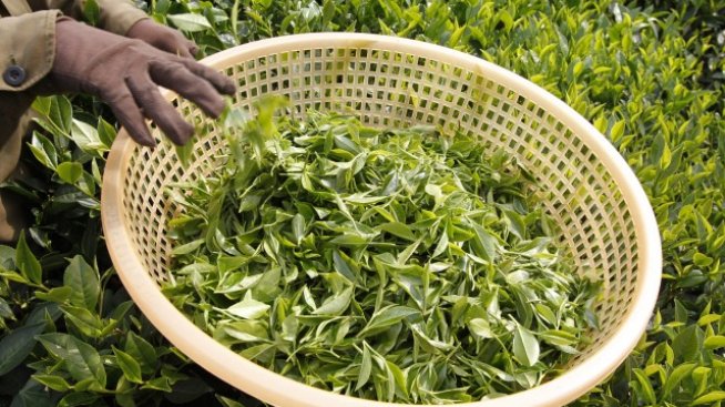 Продължителната суша може да доведе до поскъпване на чая 