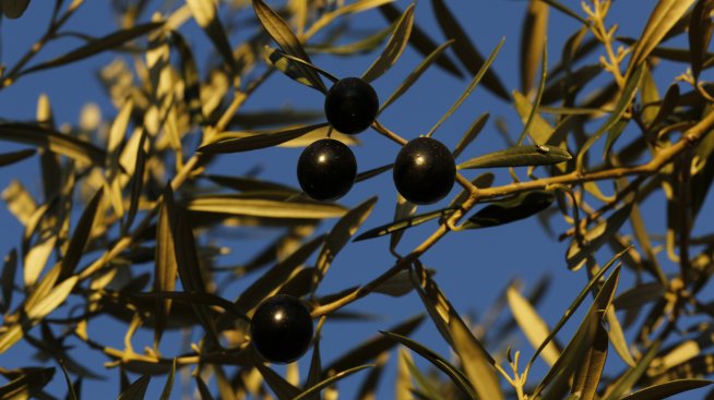 Новите мита подлагат на още по-голям натиск испанските производители на черни маслини