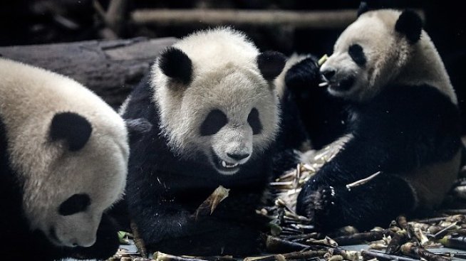 Португалия първа в еврозоната емитира облигации в юани