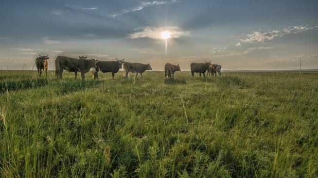 Сивият сектор в производството на мляко в България запазва сериозен дял