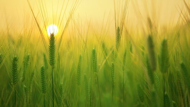 Зърното на световните пазари поскъпна заради опасенията от засушаване в Русия