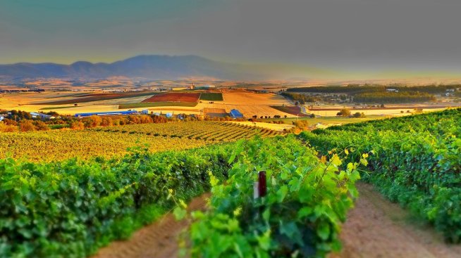 Световното производство на вино ще остане на 60-годишно дъно през 2024 г.