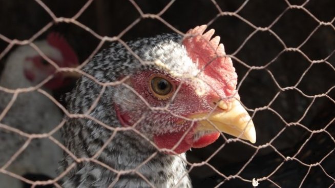 Експерт: Премахването на клетъчното отглеждане на птици ще наложи внос на яйца