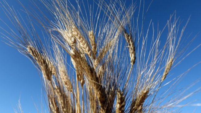 Кризата с торовете, засягаща добива на зърно в Източна Европа, може да се влоши