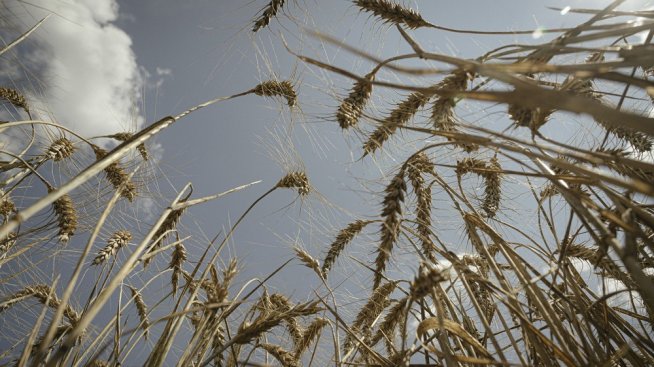 Руските фермери разпродават продукцията си, за да върнат стари заеми