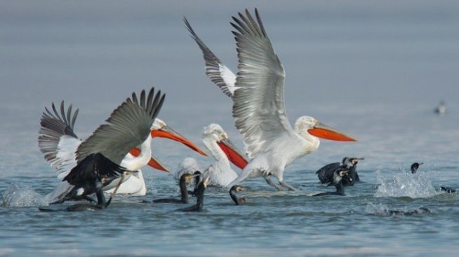 Еколози: Много защитени зони са такива само на хартия, а всъщност не се опазват