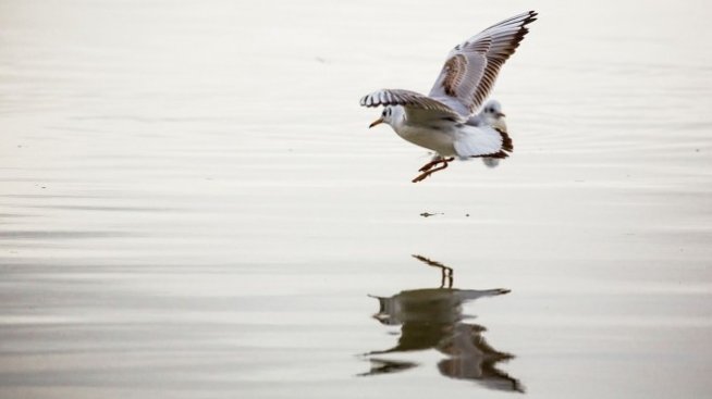 Трети мост над Дунав ще има при подобрени условия за корабоплаването