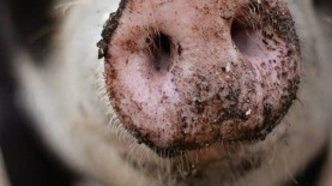 Всички свинекомплекси у нас вече могат да изнасят свободно свинско месо за ЕС