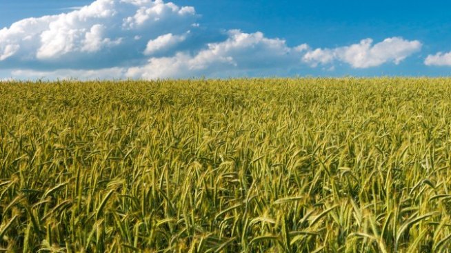 Земята в Добричкия регион поскъпнала с над 100 лв. за декар за година