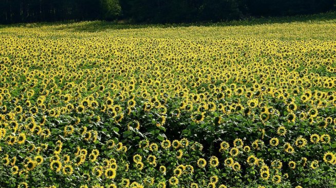 Дъщерно дружество на "Агрия ГХ" ще строи нов завод със заем за 35 млн. евро от ЕИБ