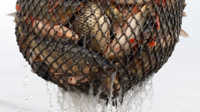 Предстои мащабно изследване на рибата в Черно море