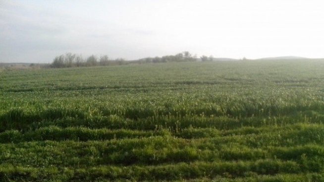 Цените на производител в селското стопанство продължават да намаляват на годишна база