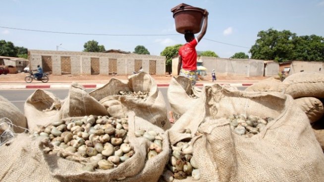 Световният лидер в производството на кашу Кот д'Ивоар удвои продукцията си