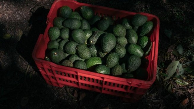 САЩ забраниха вноса на авокадо от най-големия производител