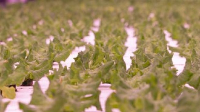 Могат ли вертикалните ферми да достигнат височината на небостъргач?