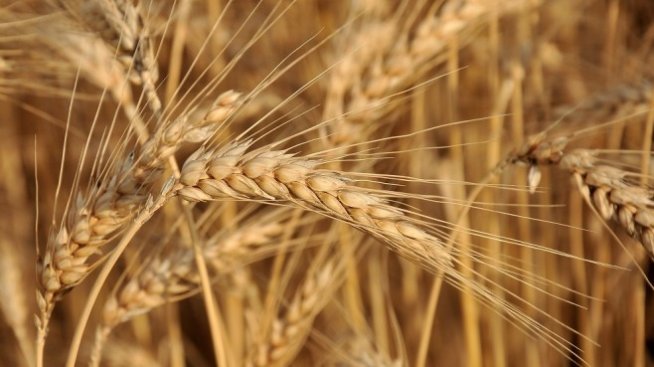 Продължават делата в САЩ срещу хербицида Раундъп