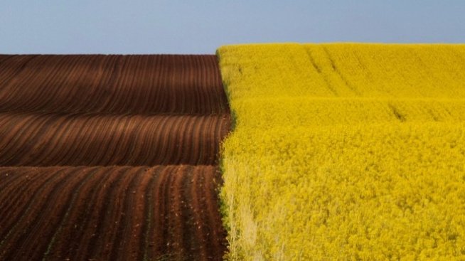 Русия отбелязва сериозен ръст при износа на растителни масла