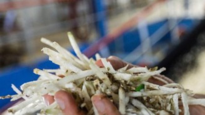 Фермерите избягват захарта и превръщат Европа в нетен вносител