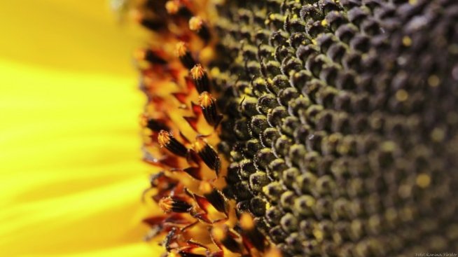 Жътвата на слънчоглед приключва с по-ниски изкупни цени спрямо миналогодишните