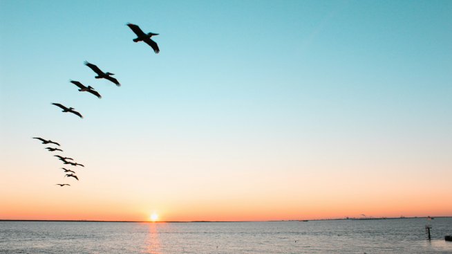 Павел Зехтинджиев: Птиците показват кризата в екосистемите след човешката намеса