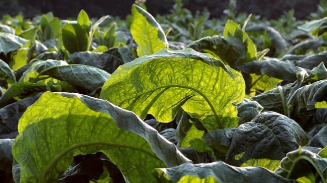 Престъпна група за продажба на тютюн е ощетила държавата с 3 млн. лева