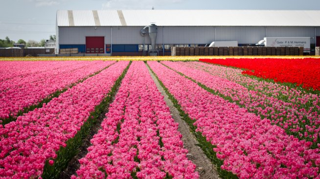 ЕС е изнесъл луковици от орхидеи и лалета за над 100 млн. евро