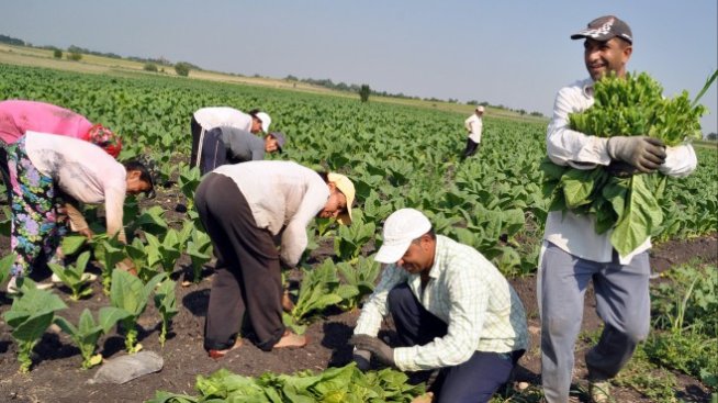 Над 16 хил. т тютюн са произведени в България тази година