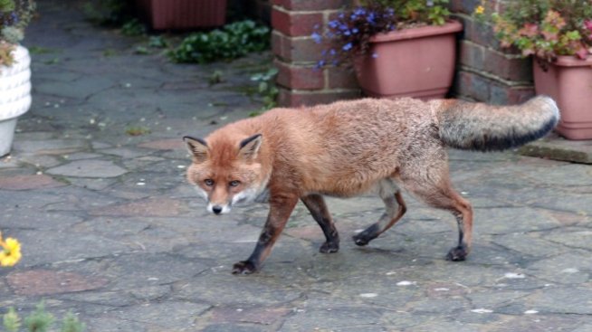 Уверената реч в несигурни времена е особено надценена и свръхвъзнаградена