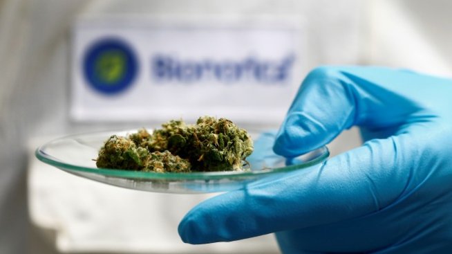 Задава се първото IPO на компания за канабис в Европа