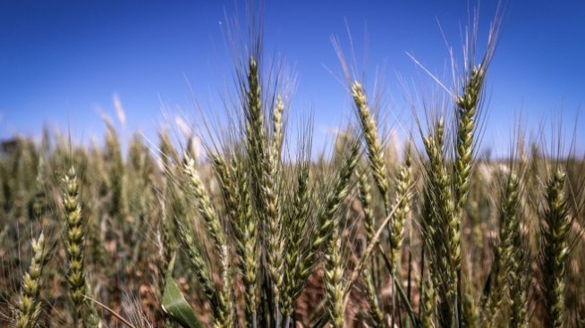 Отговорът на инфлацията при храните не е в рестрикциите