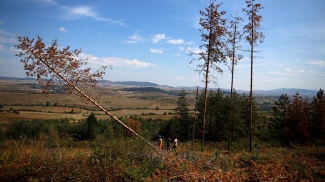 Общо 10,3 милиона лева са предвидени за залесяване през 2020 г.