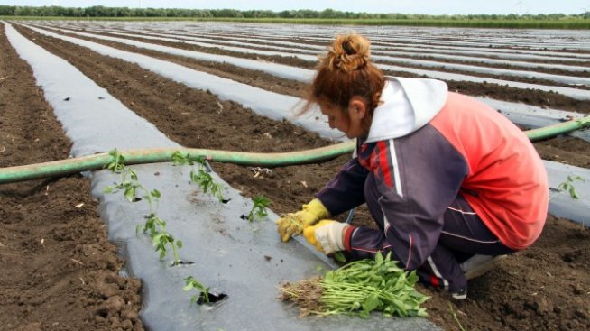 Цените на селскостопанската продукция спадат с 3,6% на годишна база