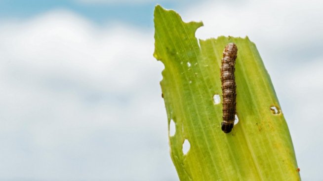 Мащабно нашествие на гъсеници в САЩ атакува тревните площи вместо културите
