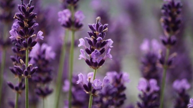 Защо се стигна до бум на лавандулови насаждения и свръхпроизводство на масло?